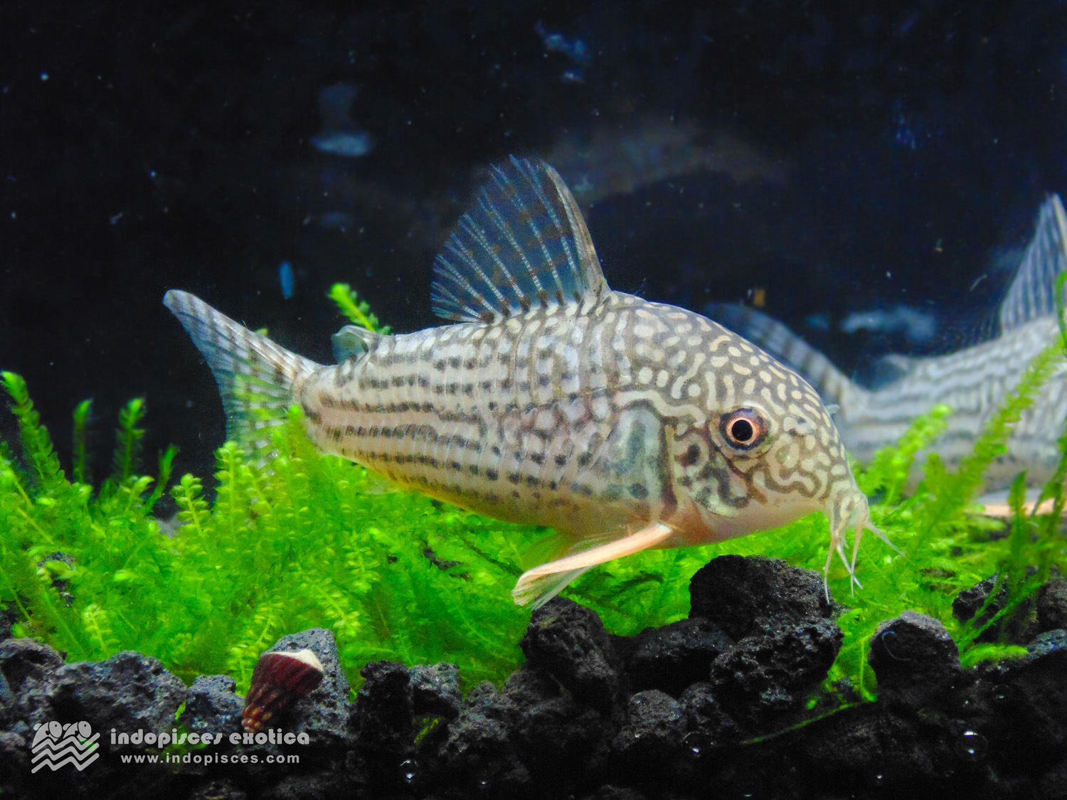 Corydoras sterbai